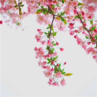 血战龙城ol手游下载
